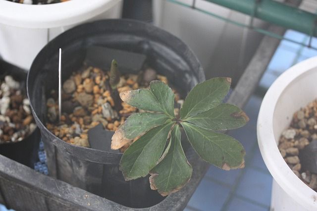 青梅と植物の病気