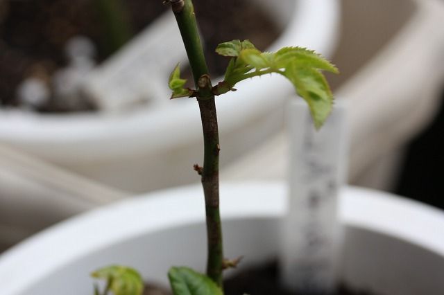 青梅と植物の病気