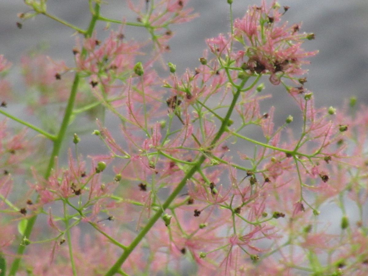 由愛(ゆめ)の花日記♪