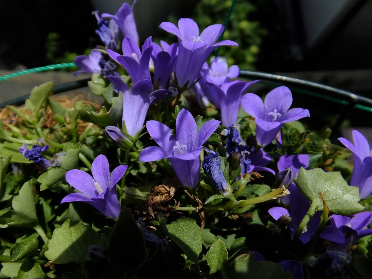 初夏を感じる花