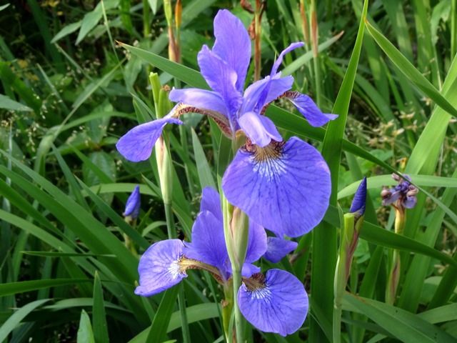 今朝の庭より･･･アヤメ属の花