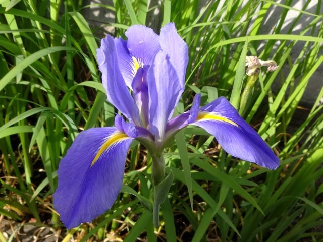 今朝の庭より･･･アヤメ属の花