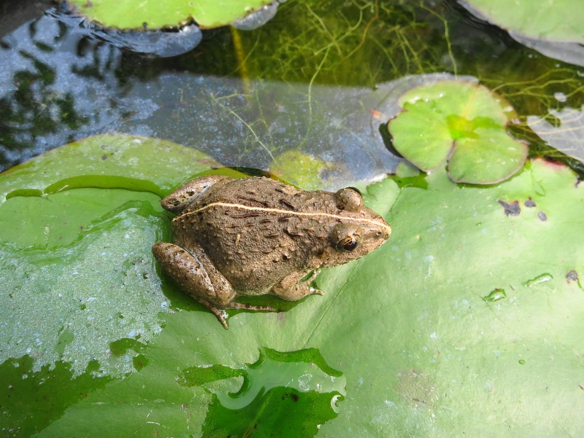 我が家[i:38]の生き物たち