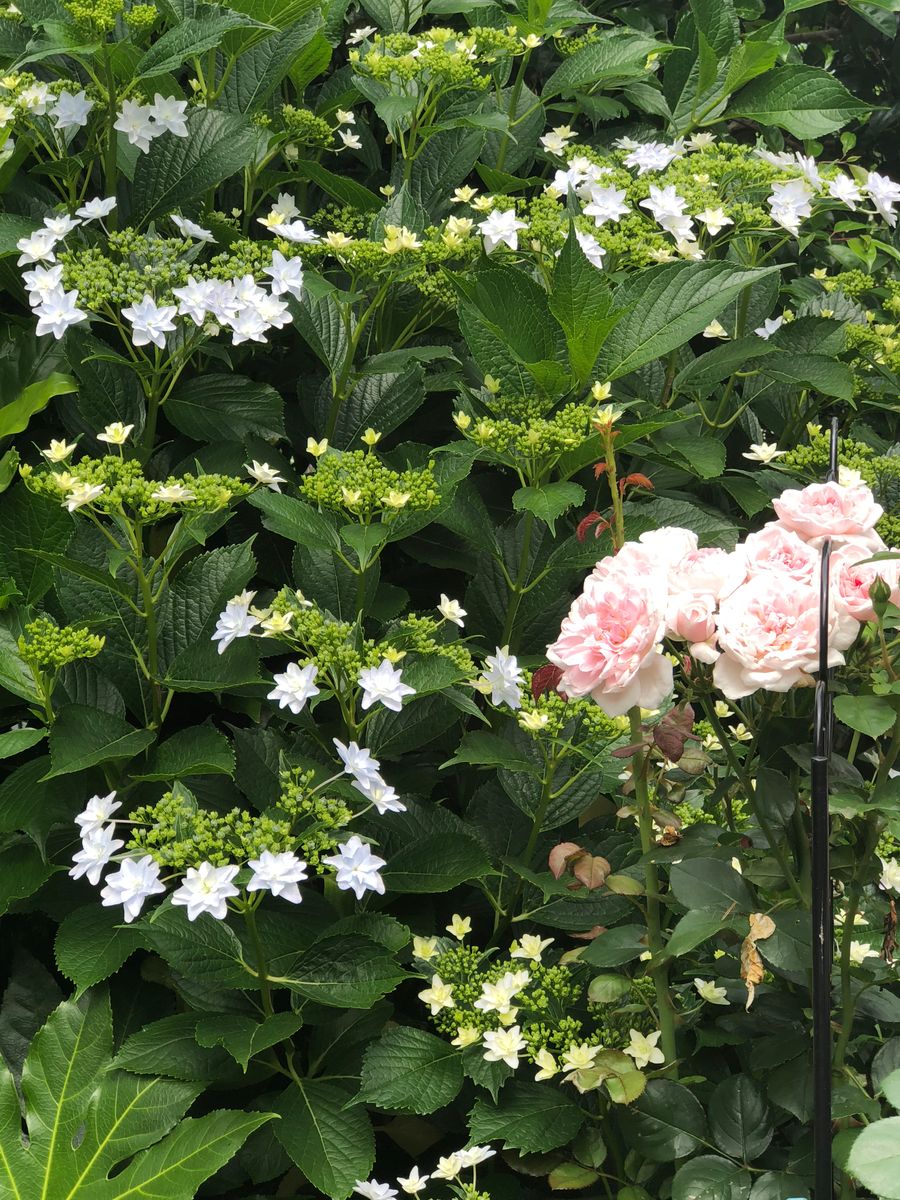 庭の主役は薔薇か紫陽花か？それが問題だ！