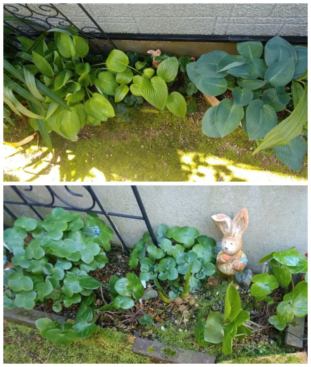 晴雨兼用カバー完成🌿