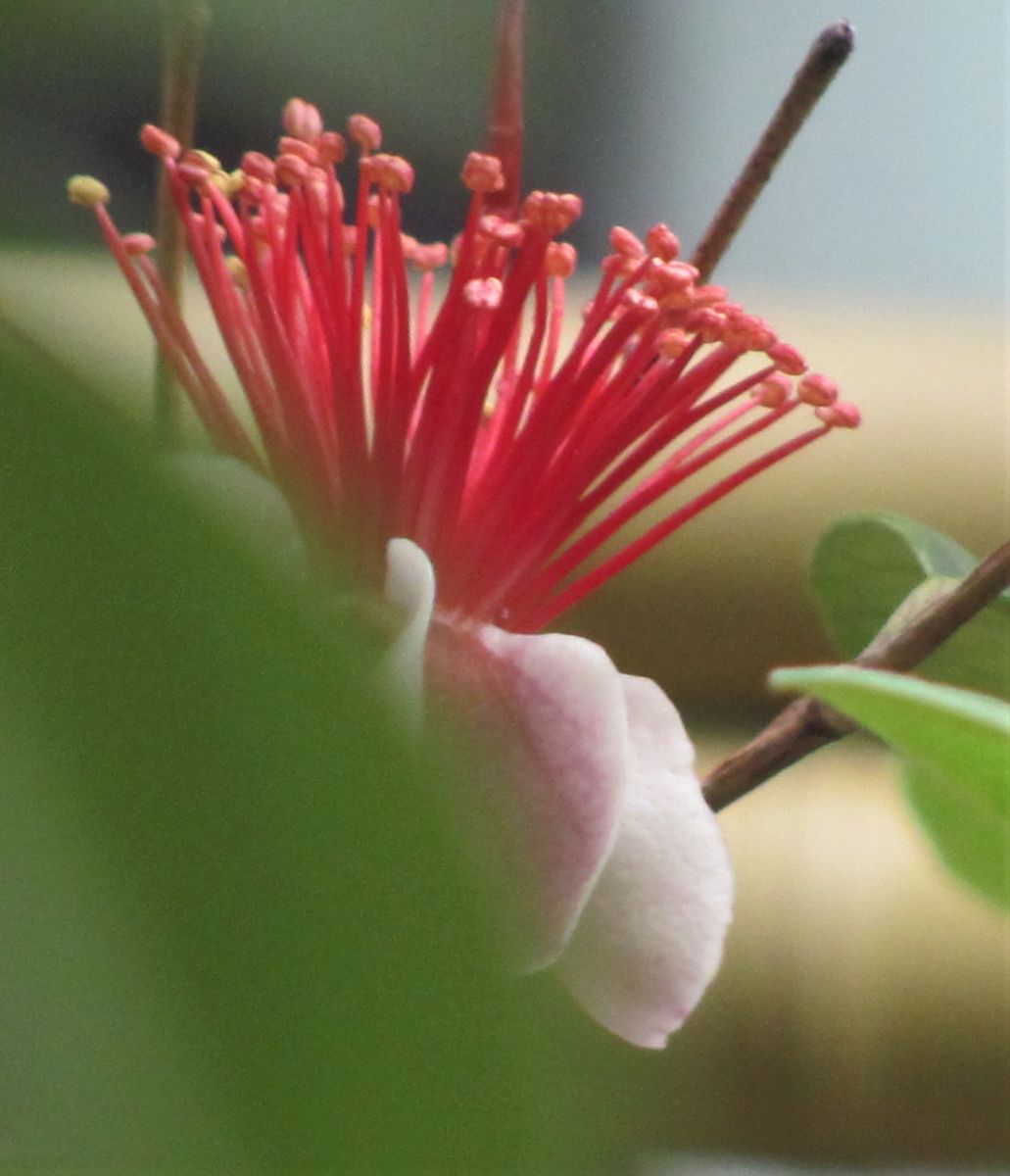 フェイジョアの花と蕾