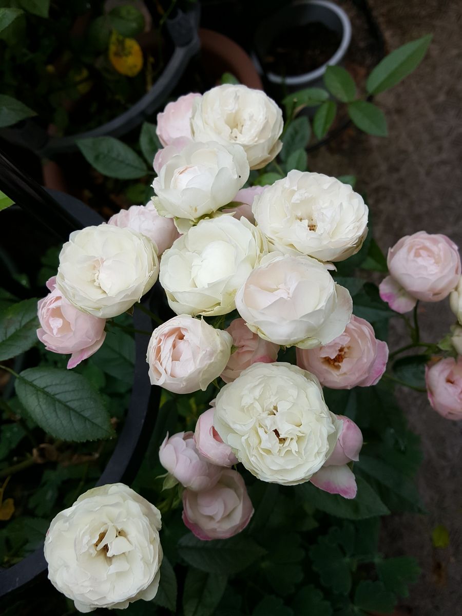 ふくおかルーバルガーデン2～夏🌺の庭便り❗雨☔の１日🐌でした。