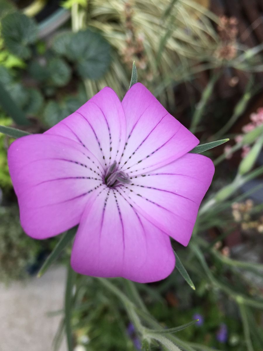 美しきアグロステンマの花