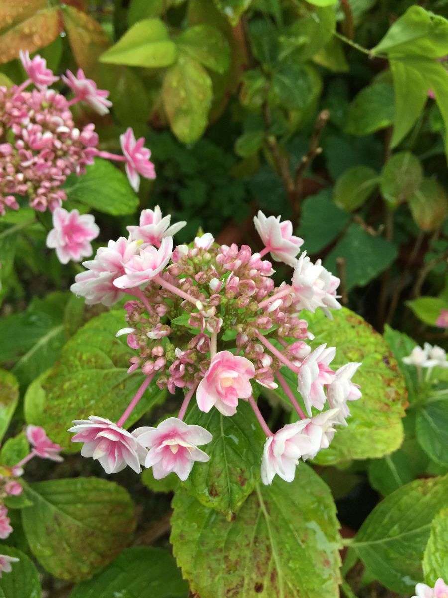 今日の花