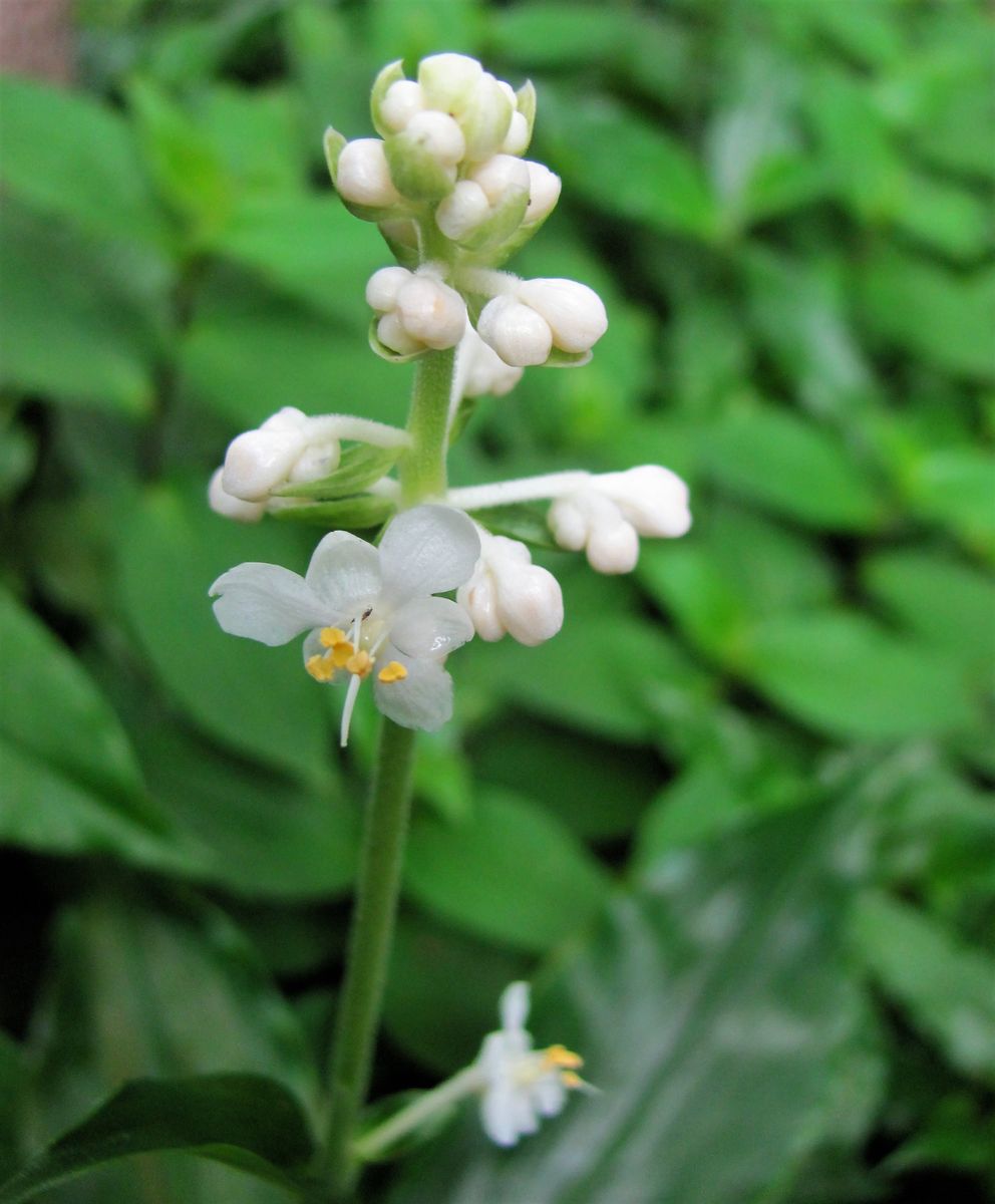 庭の小花も