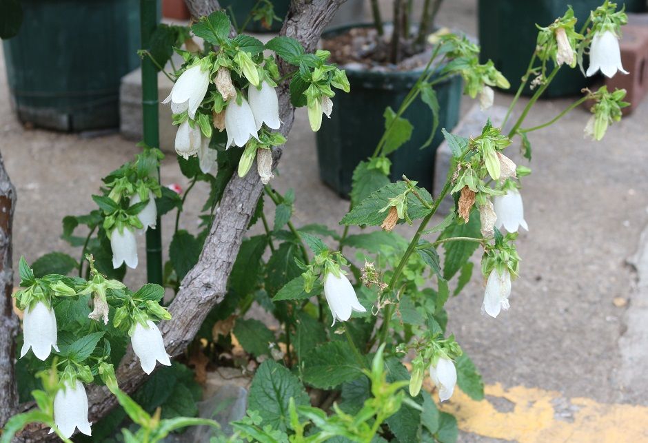 この時期の花柄切り