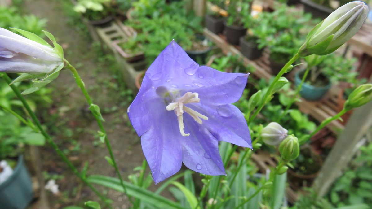 今朝の花　いろいろ～1