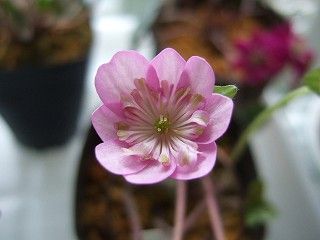 ようやく開花の雪割草