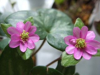 ようやく開花の雪割草