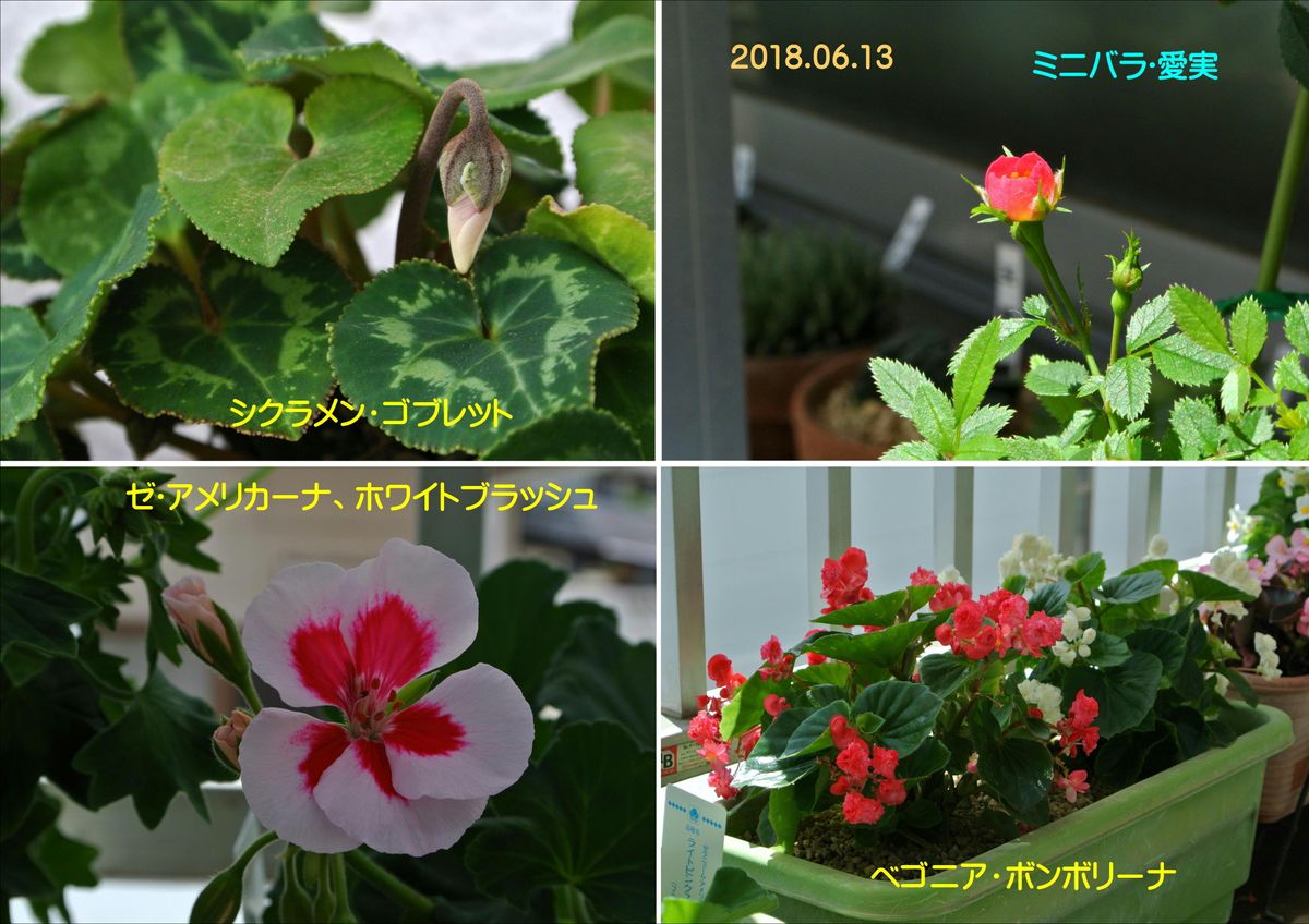 今日の花便り。(18/06/13) !(^^)!