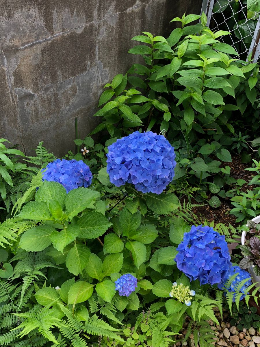 紫陽花綺麗でしょう(*´∀｀*)