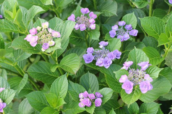 アナベルと青い紫陽花