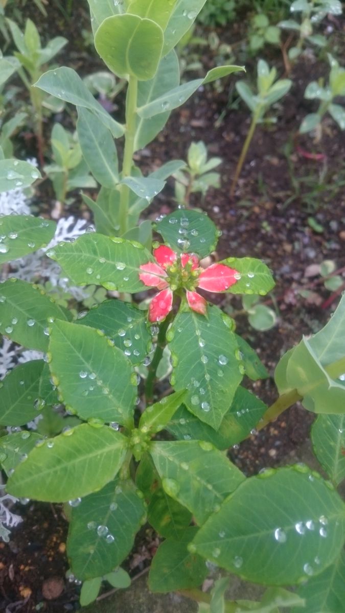 梅雨ですねぇ