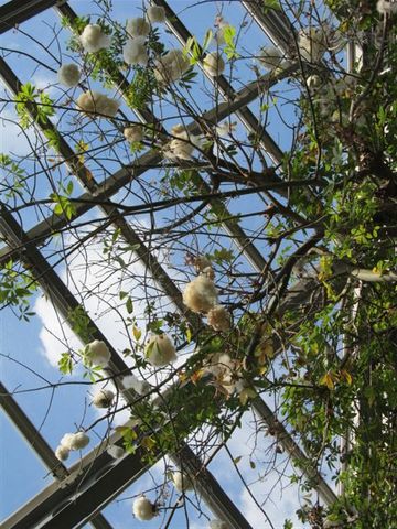 咲くやこの花館　②奇妙な植物