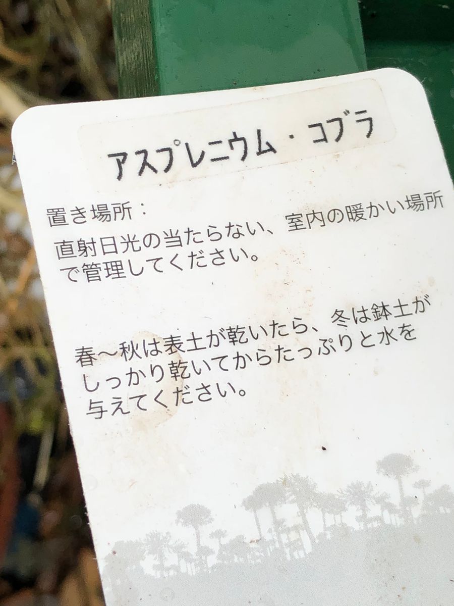 この子？何かと思ったら、タニワタリでした。