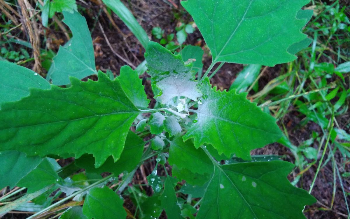 野道の草花