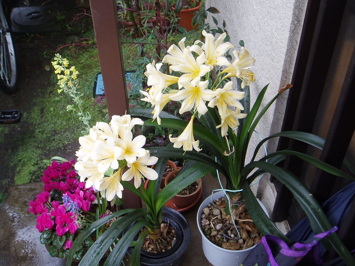 今年最後のエビネ花と君子蘭