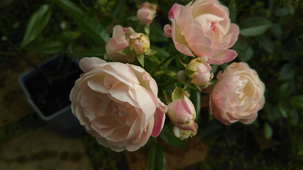 ６月の庭に咲く花💮🌫️風が強くて