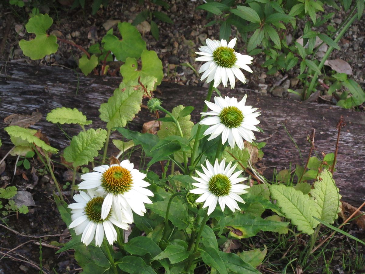 由愛(ゆめ)の花日記♪