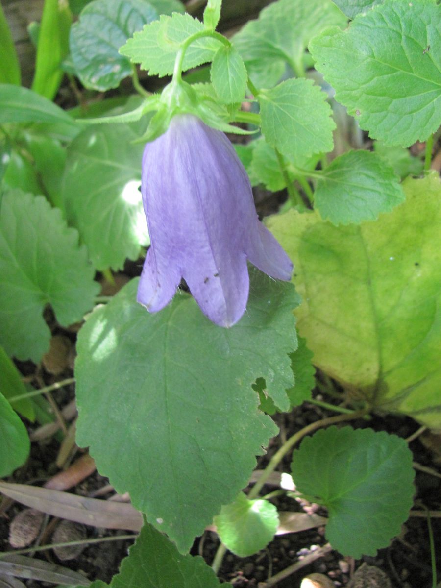 今日の花