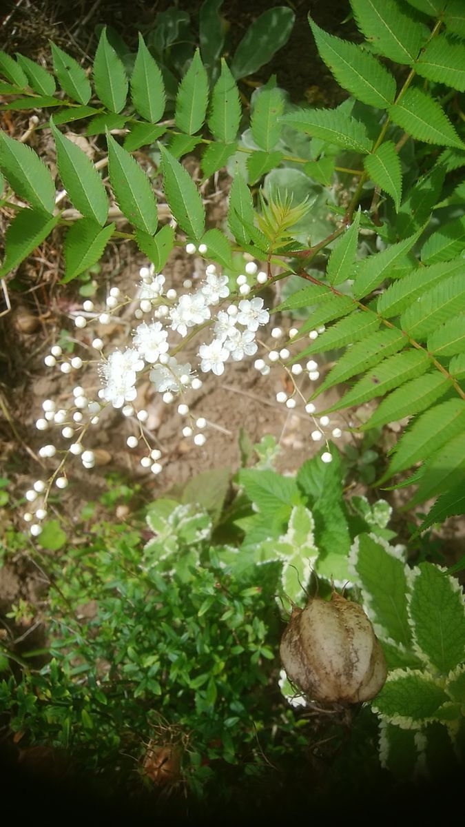 カサブランカ