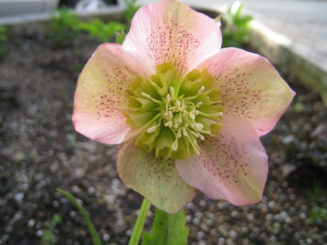 今年最後の初開花CR