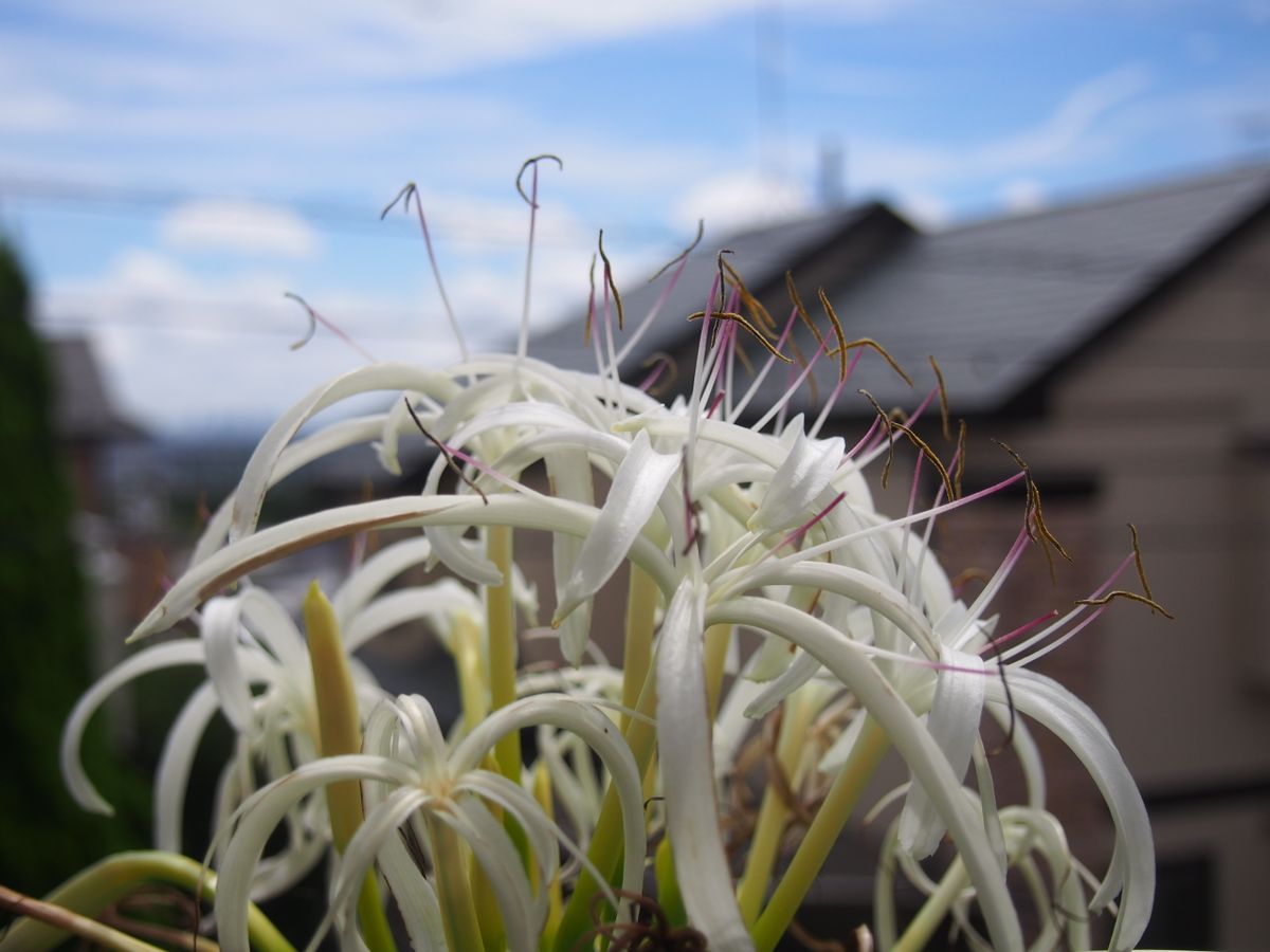 気が付いてたら咲いてる花