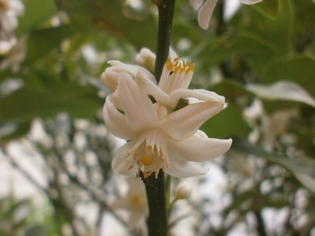 金柑の花