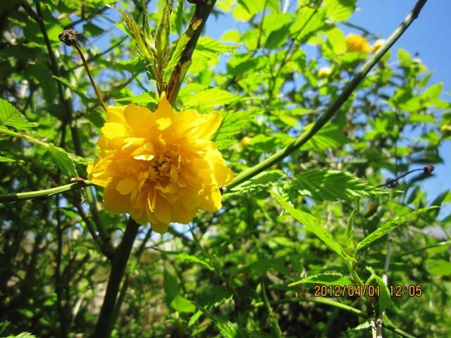 山野草