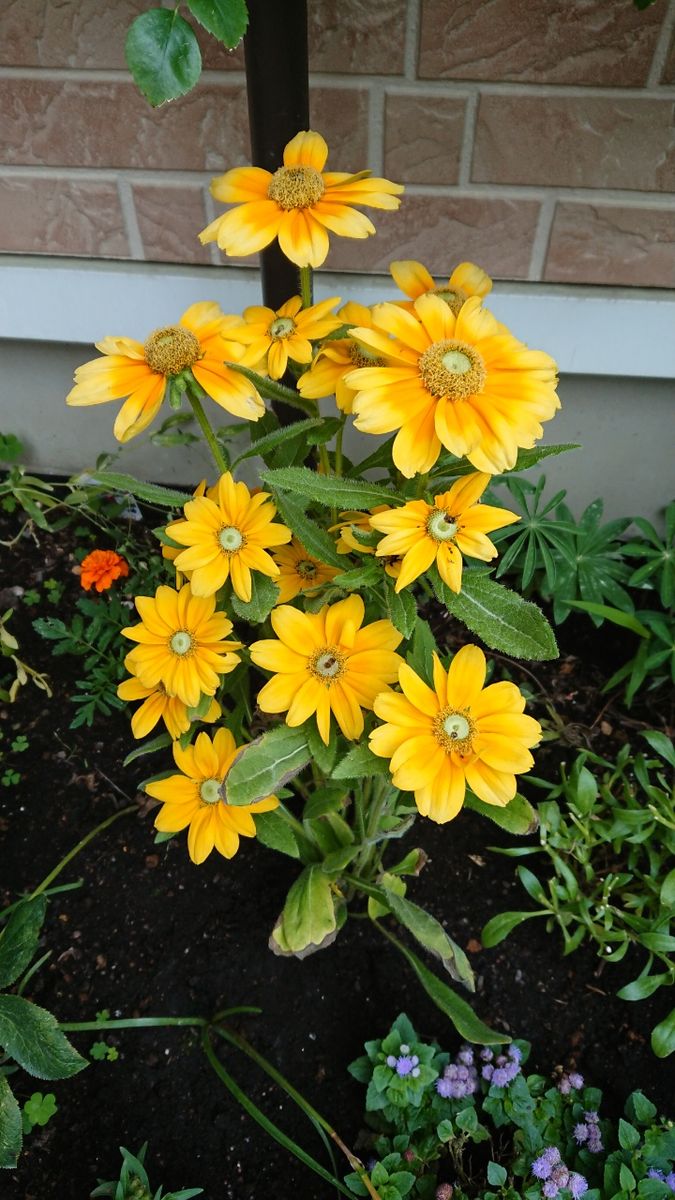 今朝の我が家の花たち