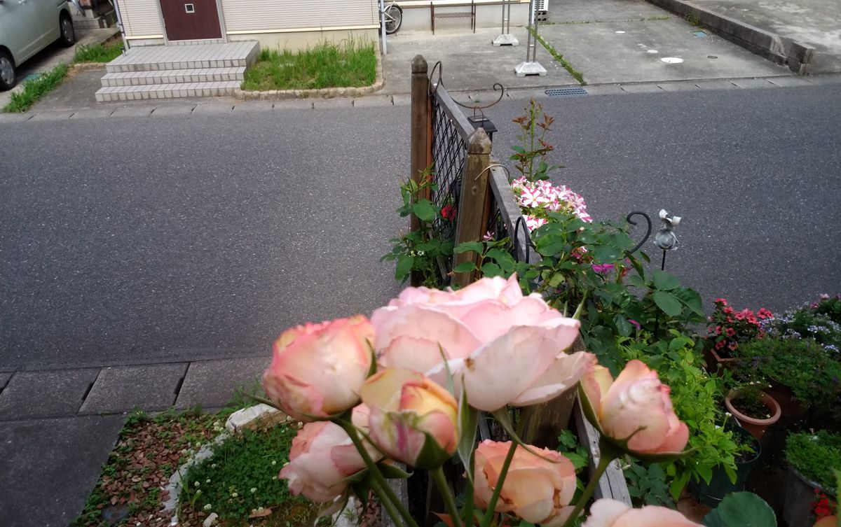 高い所　咲く薔薇