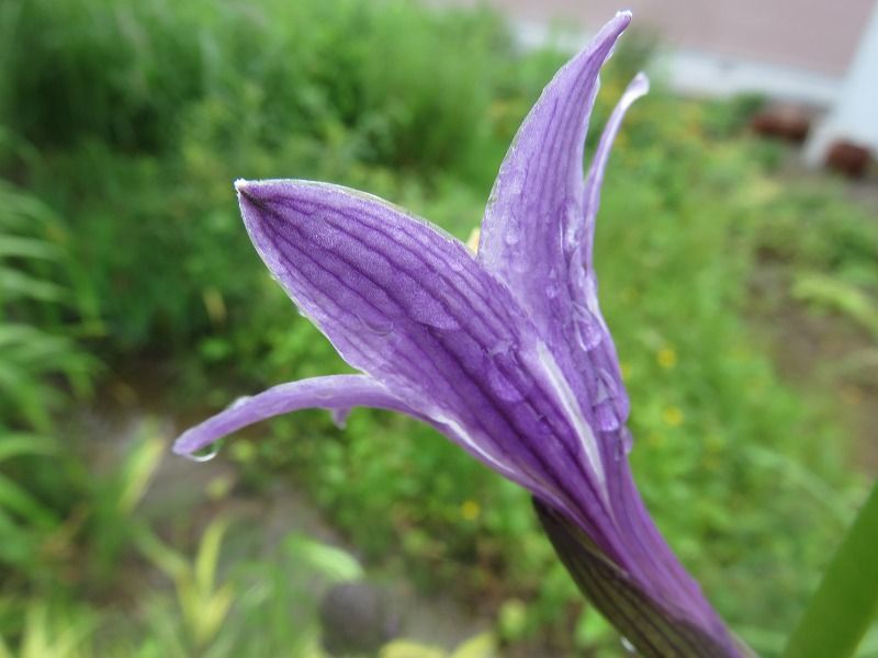 雨に似合う花