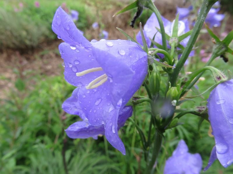 雨に似合う花