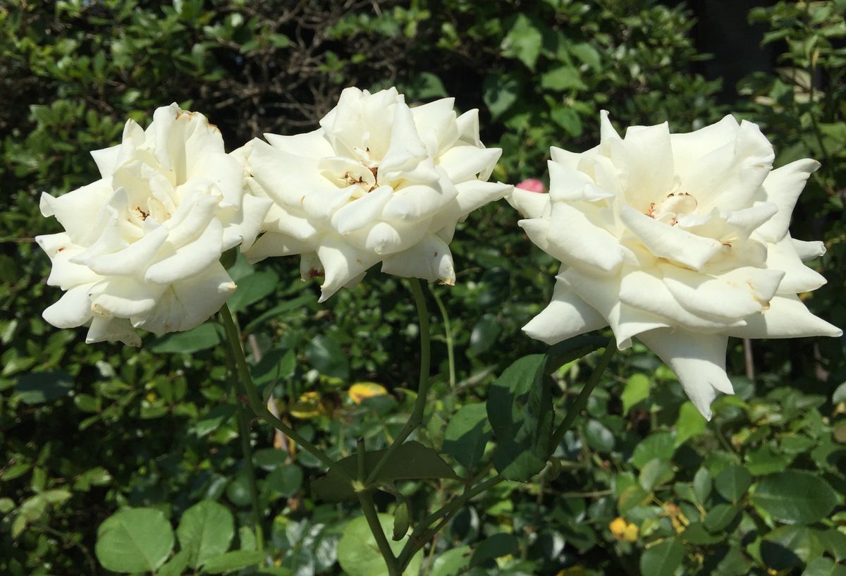 今日の薔薇