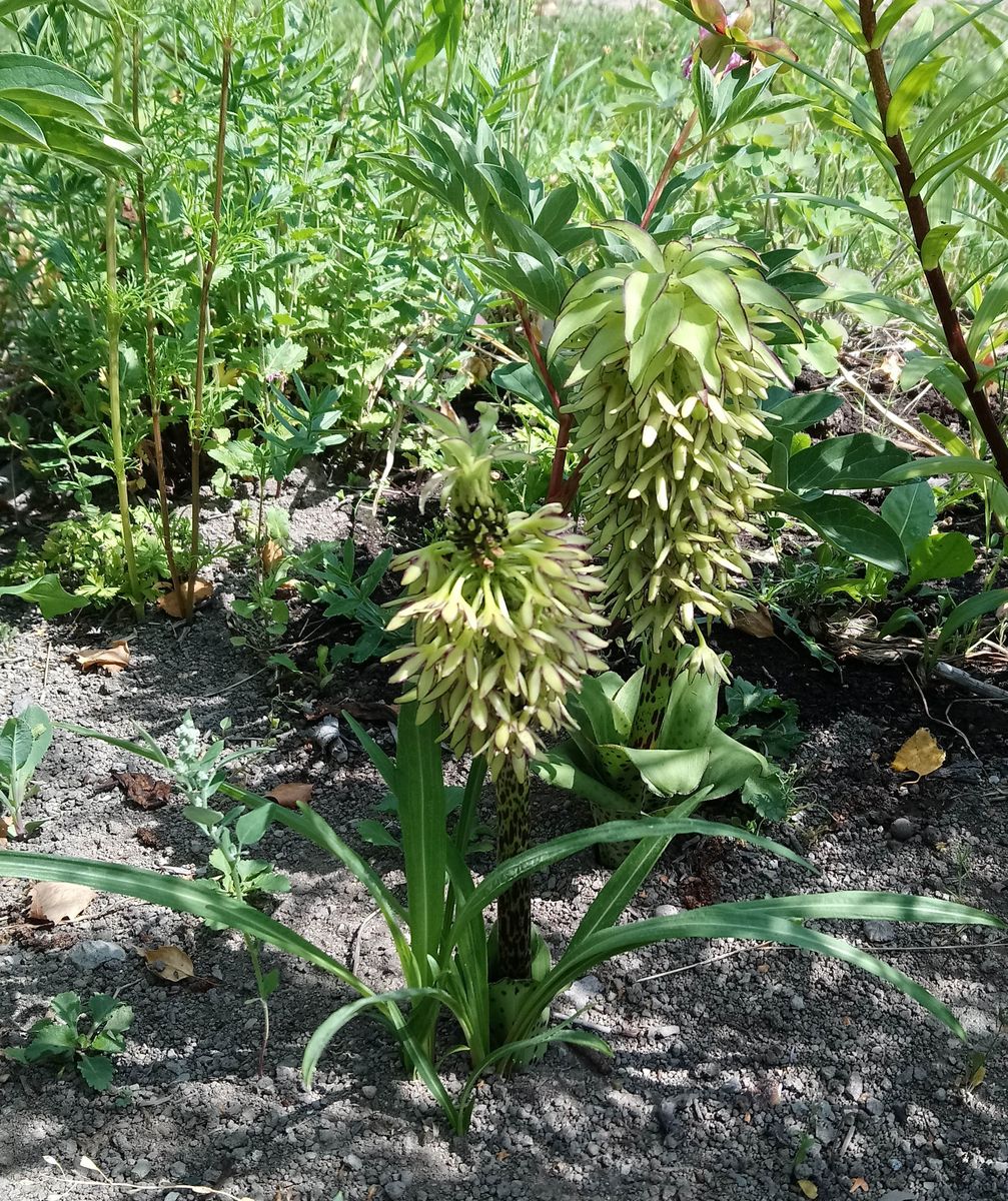 百合の花がいっぱい！