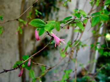 謎の花の追加写真up