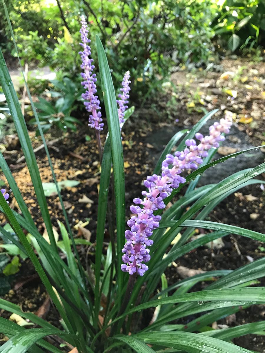 涼し気なお花はどれ？①