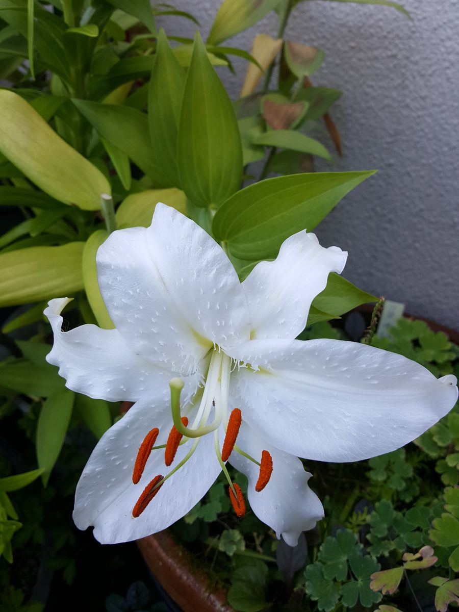 ふくおかルーバルガーデン2～夏の🌺庭便り😃