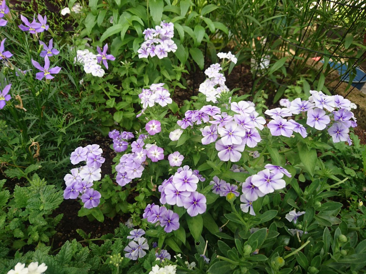 夏花壇は、優しい感じになりました✨