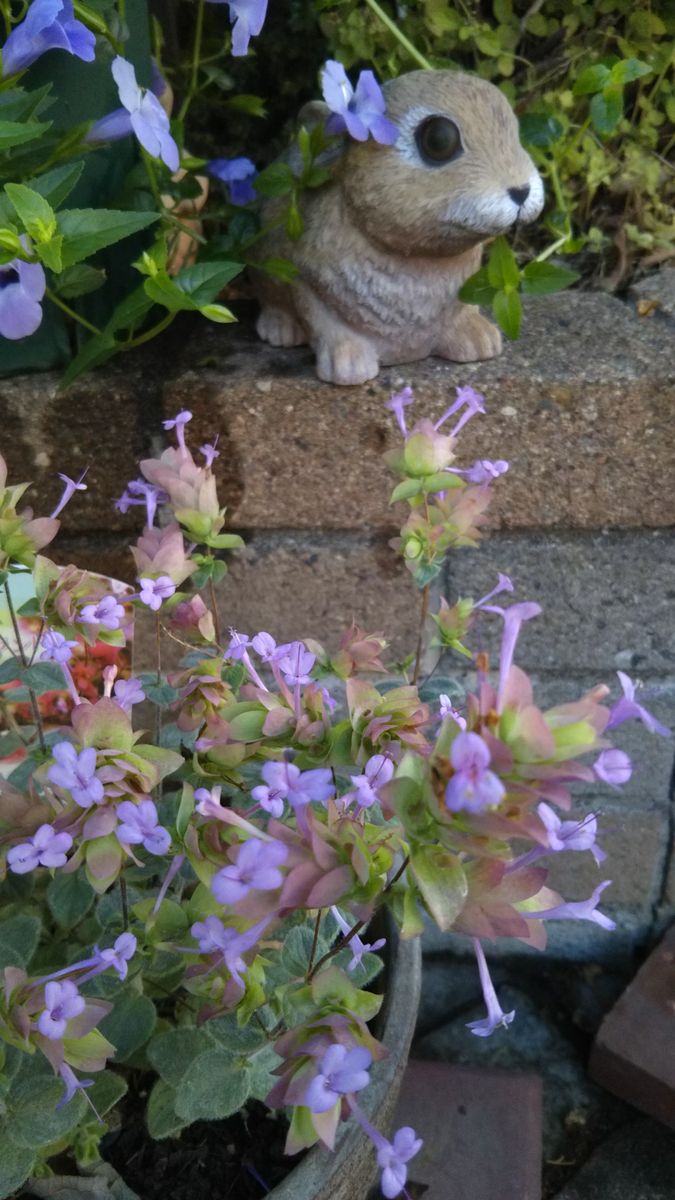 ７月の庭に咲く花🌫️元気だなぁ✨