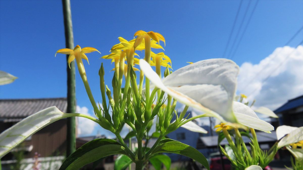 暑い夏 大好き！！！コンロンカ