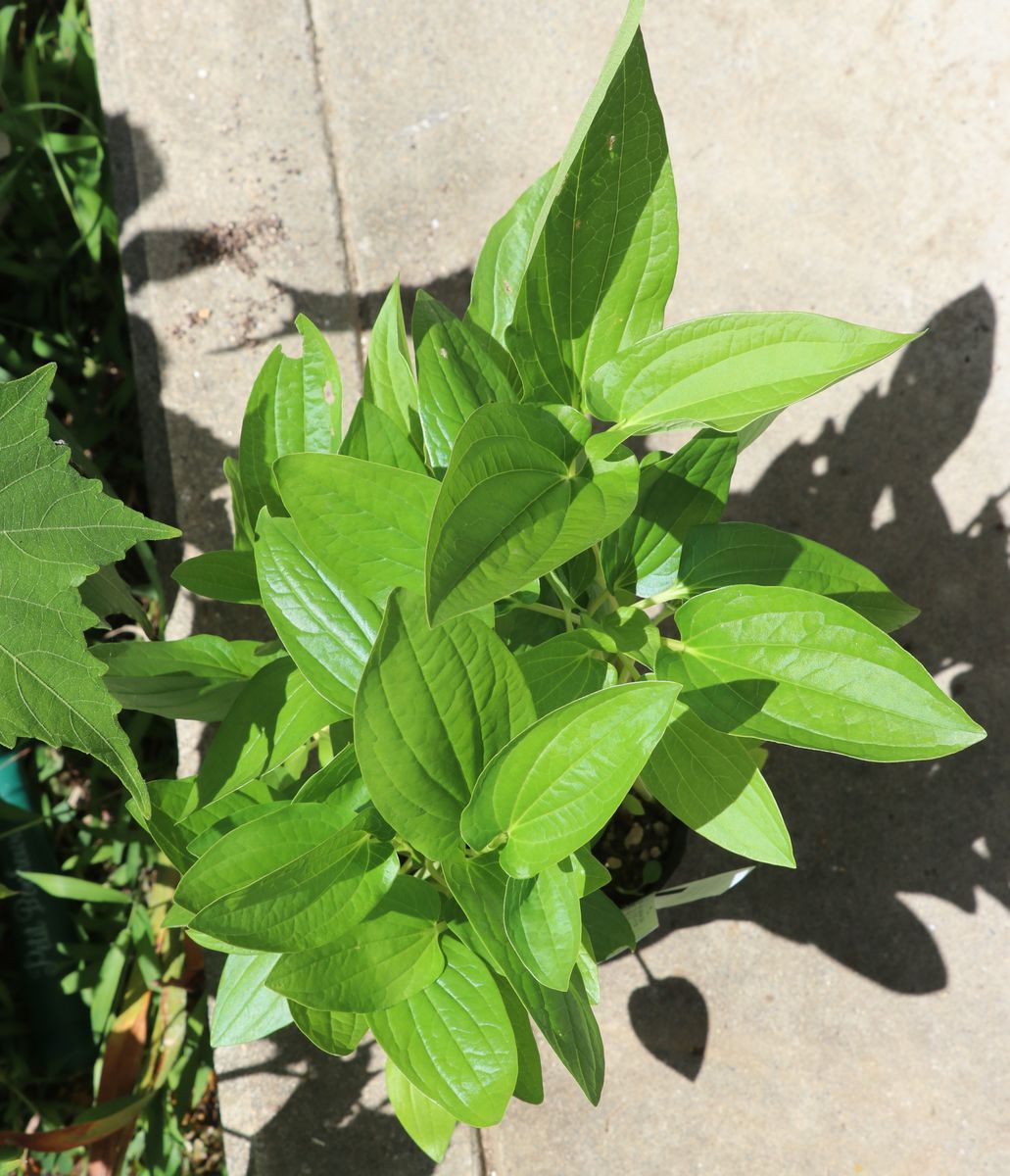 新しい仲間（酔芙蓉、半夏生）