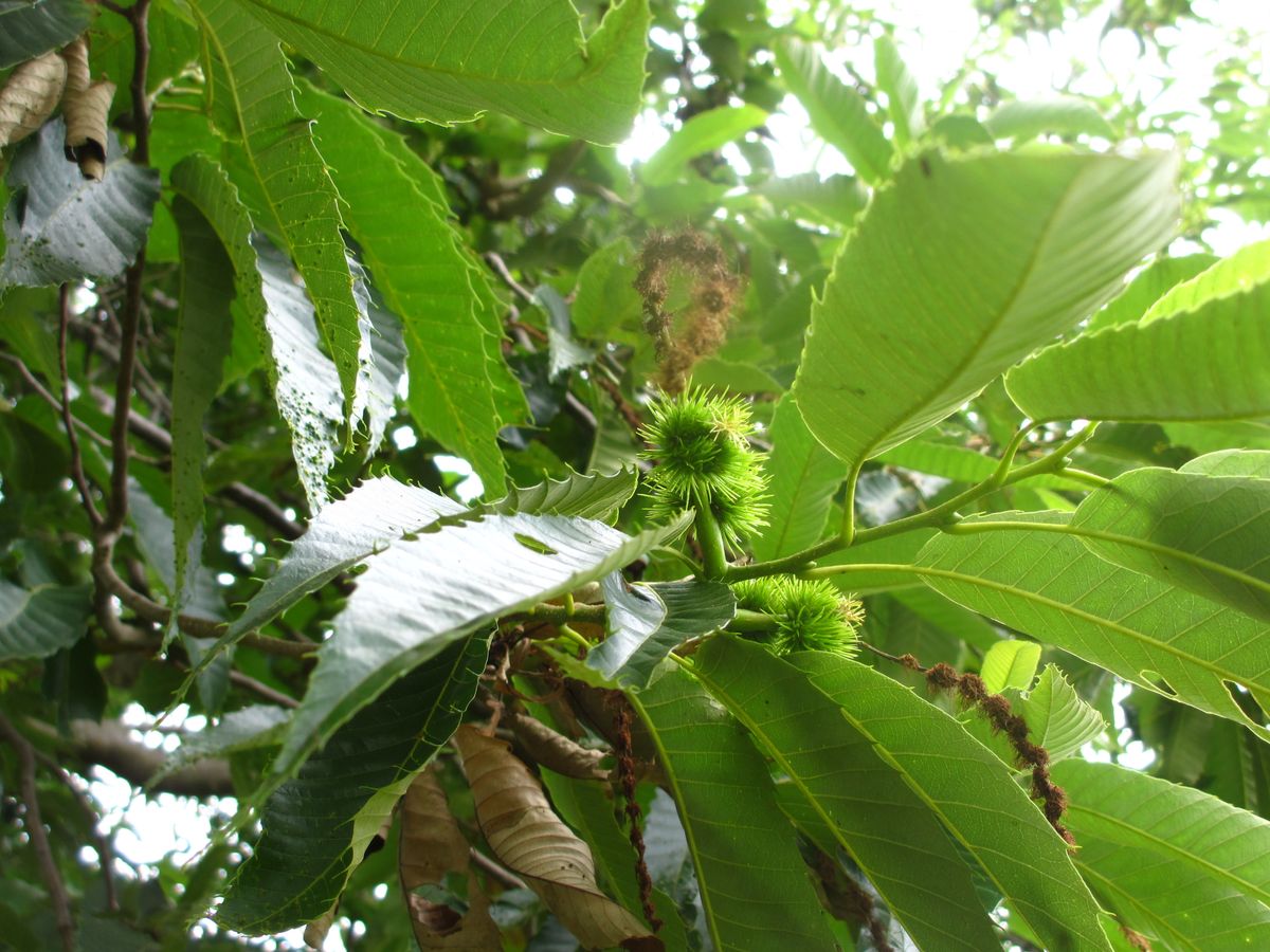 山の菜園にて