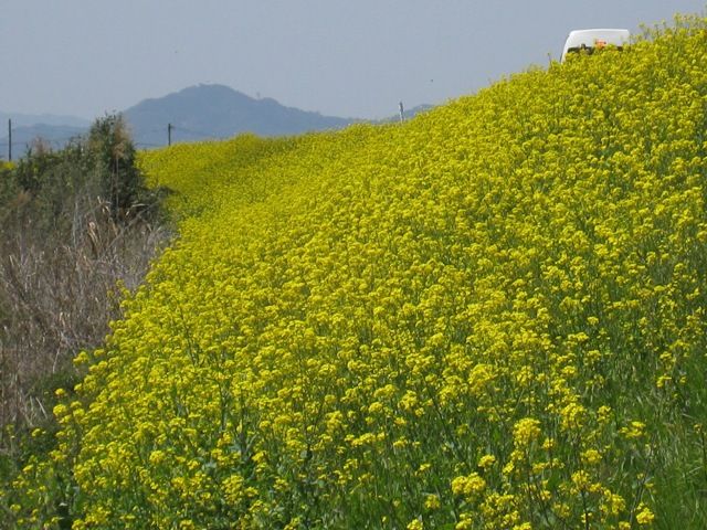 桜と菜の花と・・・