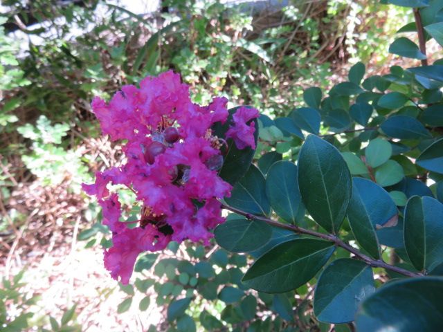 夏の花